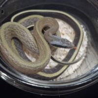 マレースジオ（25CB）オス