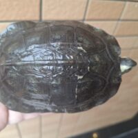 トラバンコアヤマガメ（甲長約11,5cm）メス