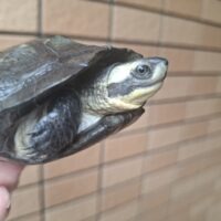トラバンコアヤマガメ（甲長約11,5cm）メス