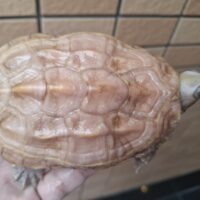 T＋アルビノクサガメ（甲長約11cm）オス