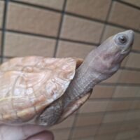 T＋アルビノクサガメ（甲長約11cm）オス