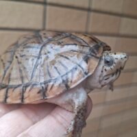 オオアタマヒメニオイガメ（甲長約8,5cm）メス