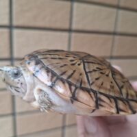 オオアタマヒメニオイガメ（甲長約8,5cm）メス