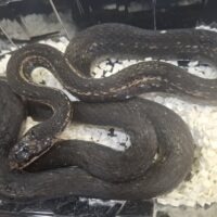 カラスヘビ（岡山県産）約120cm