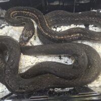 カラスヘビ（岡山県産）約120cm