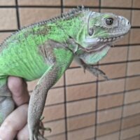 レッサーアンティルイグアナ（全長約70cm）