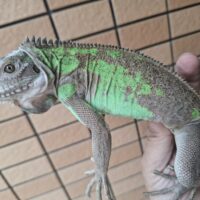 レッサーアンティルイグアナ（全長約70cm）