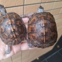 トウブハコガメ(25CB)甲長約7,5~8cm