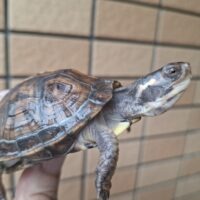 トウブハコガメ(25CB)甲長約7,5~8cm