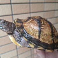 ミツユビハコガメ（甲長約11cm）メス