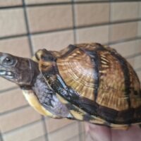 ミツユビハコガメ（甲長約11cm）メス