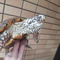 トウブハコガメ(甲長約15,5cm)22CB オス(Silver Head)