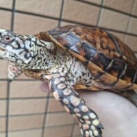 トウブハコガメ(甲長約15,5cm)22CB オス(Silver Head)
