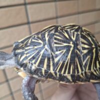 フロリダハコガメ（甲長約10cm）個体A
