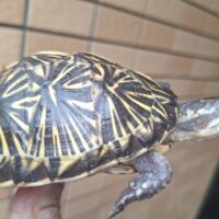 フロリダハコガメ（甲長約10cm）個体A