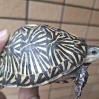 フロリダハコガメ（甲長約9,3cm）個体B