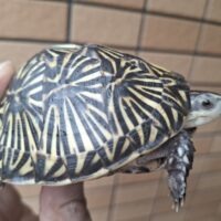 フロリダハコガメ（甲長約9,3cm）個体B