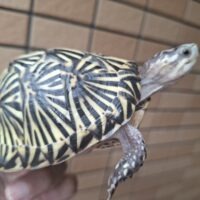 フロリダハコガメ（甲長約10cm）個体C
