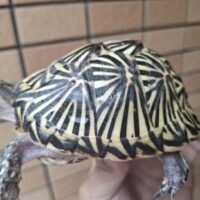 フロリダハコガメ（甲長約10cm）個体C