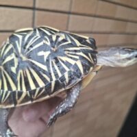 フロリダハコガメ（甲長約10cm）個体D