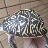 フロリダハコガメ（甲長約10cm）個体D