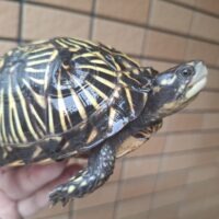 フロリダハコガメ（甲長約12cm）メス