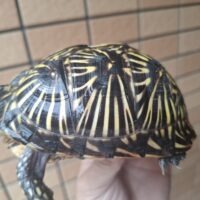 フロリダハコガメ（甲長約12cm）メス