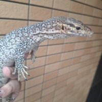 ピーコックモニター(約60cm)