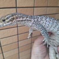 ピーコックモニター(約60cm)