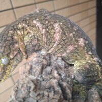 ジャイアントゲッコー(マウントコーギス)レッド(約270g)メス