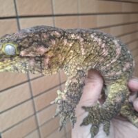 ジャイアントゲッコー(マウントコーギス)レッド(約270g)メス