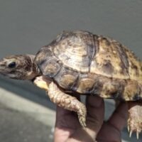 ユカタンハコガメ（甲長約14,5cm）オス