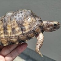 ユカタンハコガメ（甲長約14,5cm）オス