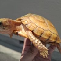 ユカタンハコガメ（甲長約11cm）少甲板 TSDオス（多分オス）