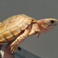 ユカタンハコガメ（甲長約11cm）少甲板 TSDオス（多分オス）