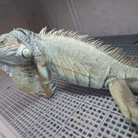 ブルーイグアナ（全長約130cm）オス
