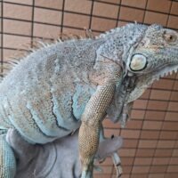ブルーイグアナ（全長約130cm）オス