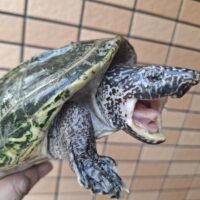 ジャイアントマスクタートル（甲長約18,5cm）メス