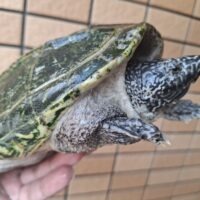 ジャイアントマスクタートル（甲長約18,5cm）メス