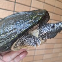 ジャイアントマスクタートル（甲長約21cm）オス