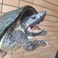ジャイアントマスクタートル（甲長約21cm）オス