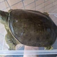 シナスッポン（甲長約24cm）hetアルビノ　メス