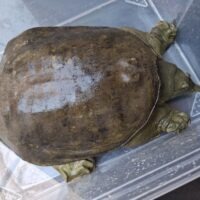 シナスッポン（甲長約24cm）hetアルビノ　メス