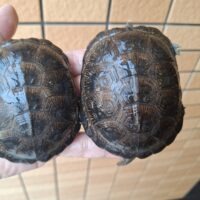 ヨーロッパヌマガメ（甲長約8～8,5cm）