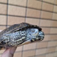 ヨーロッパヌマガメ（甲長約8～8,5cm）