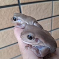 イエアメガエル（ブラックアイトランス）ヤングアダルト