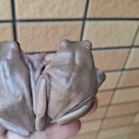 イエアメガエル（ブラックアイトランス）ヤングアダルト