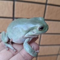ブルーイエアメガエル（ヤングアダルト）