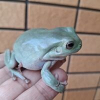 ブルーイエアメガエル（ヤングアダルト）