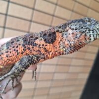 シナワニトカゲ（約40cm）登録番号（230-009036号/有効期限2028年12月11日）